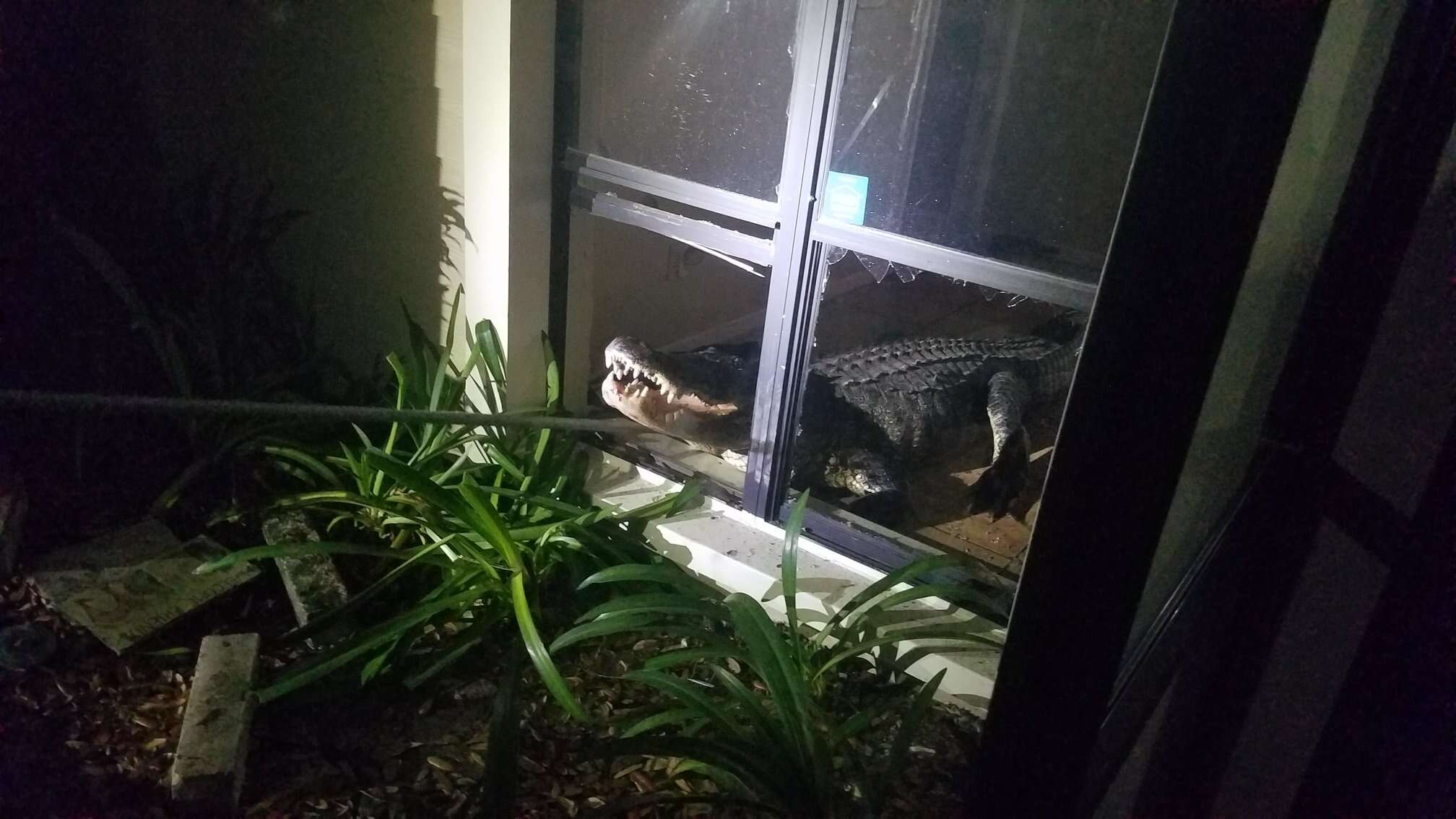 Alligator breaks into Florida home