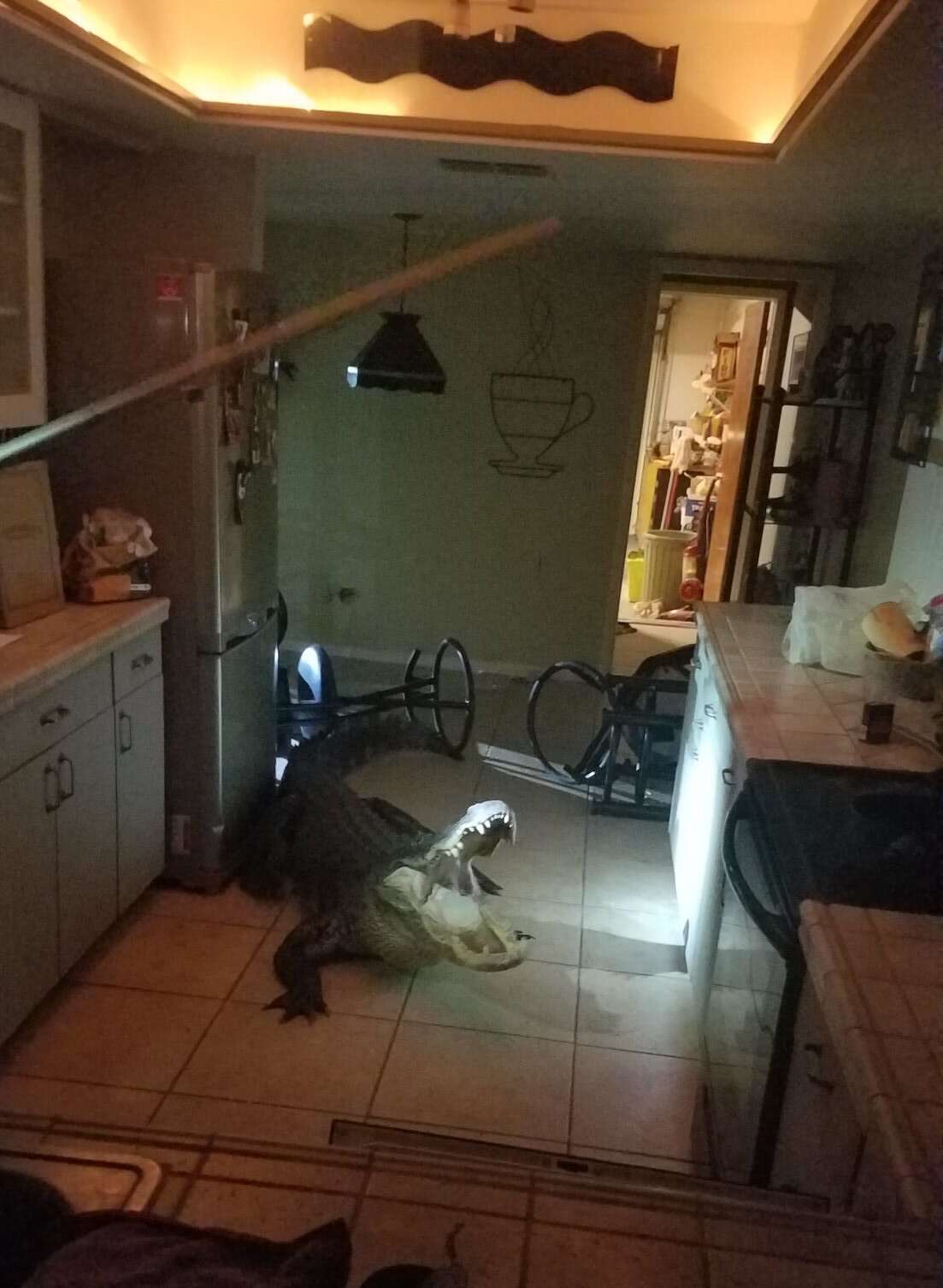 Huge alligator breaks into home in middle of night