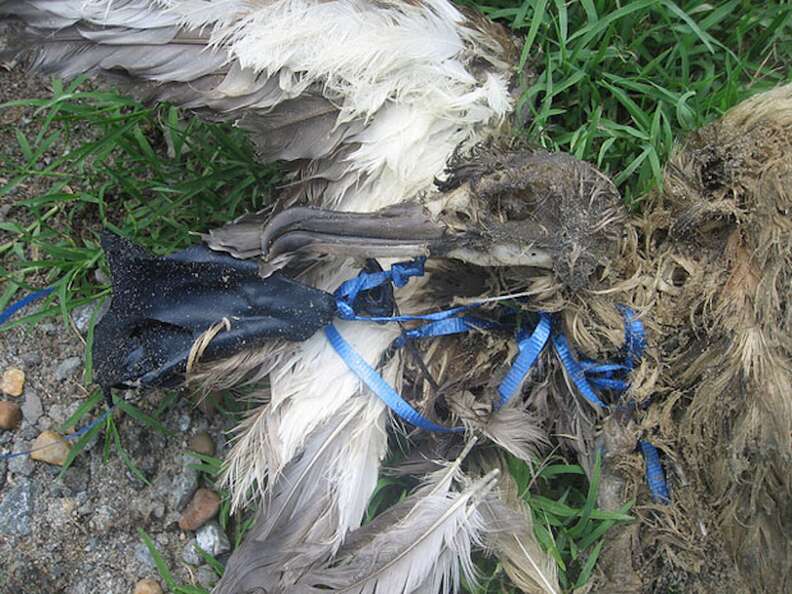 Sea bird dead after getting tangled in balloon 