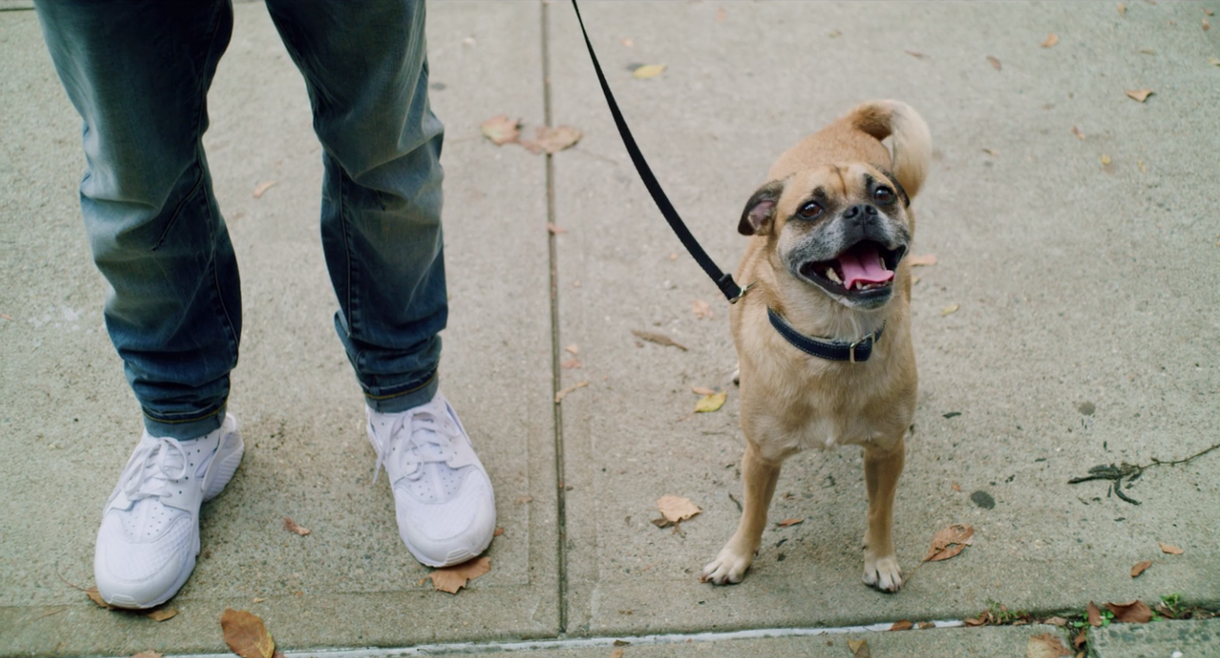 tv for dogs on netflix