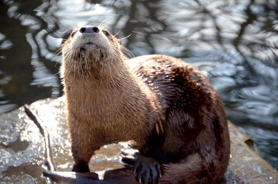otter death 