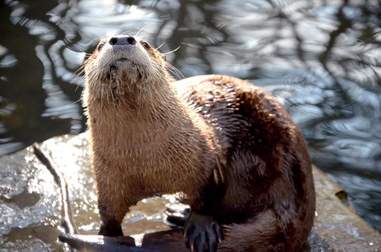 otter death