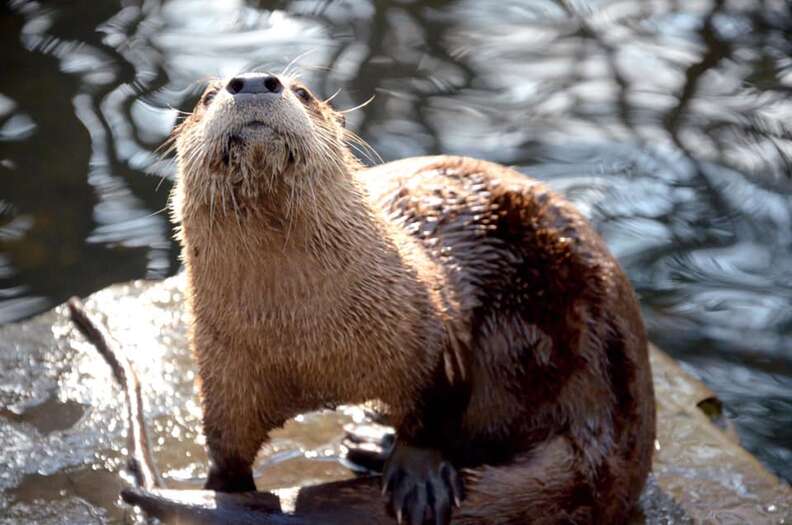 otter death