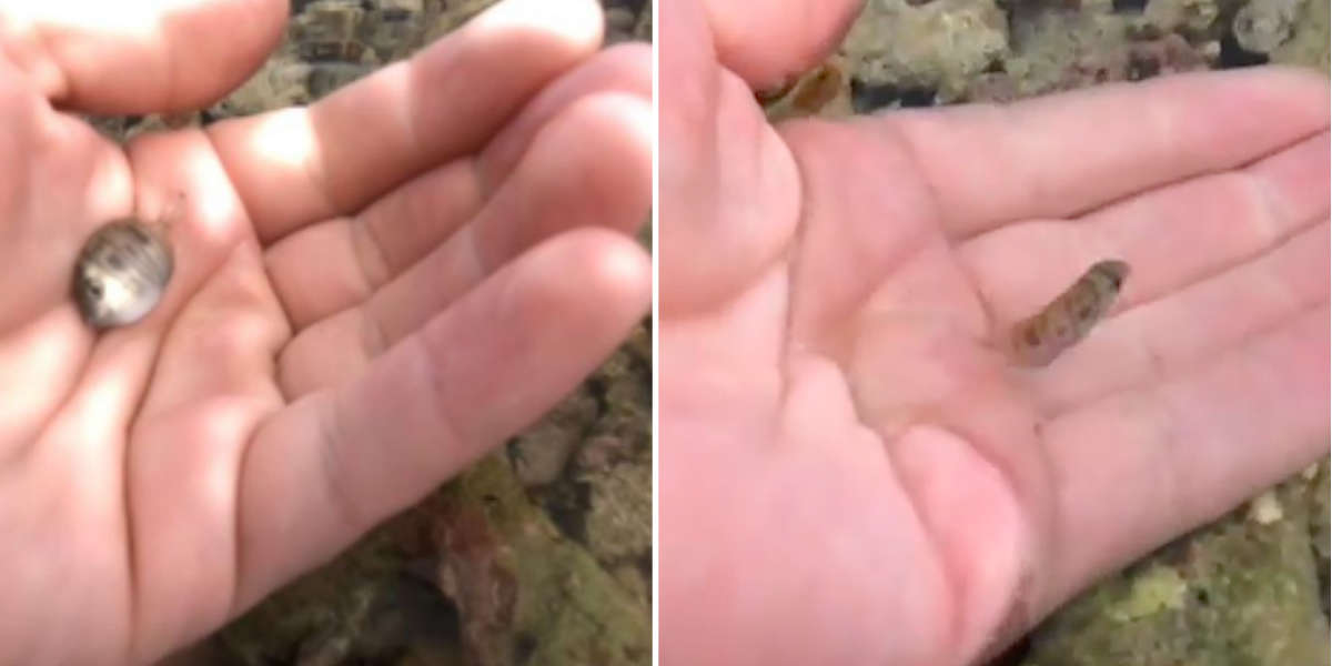 Swiss Fisherman Rescues Tiny Stranded Fish On Beach - The Dodo