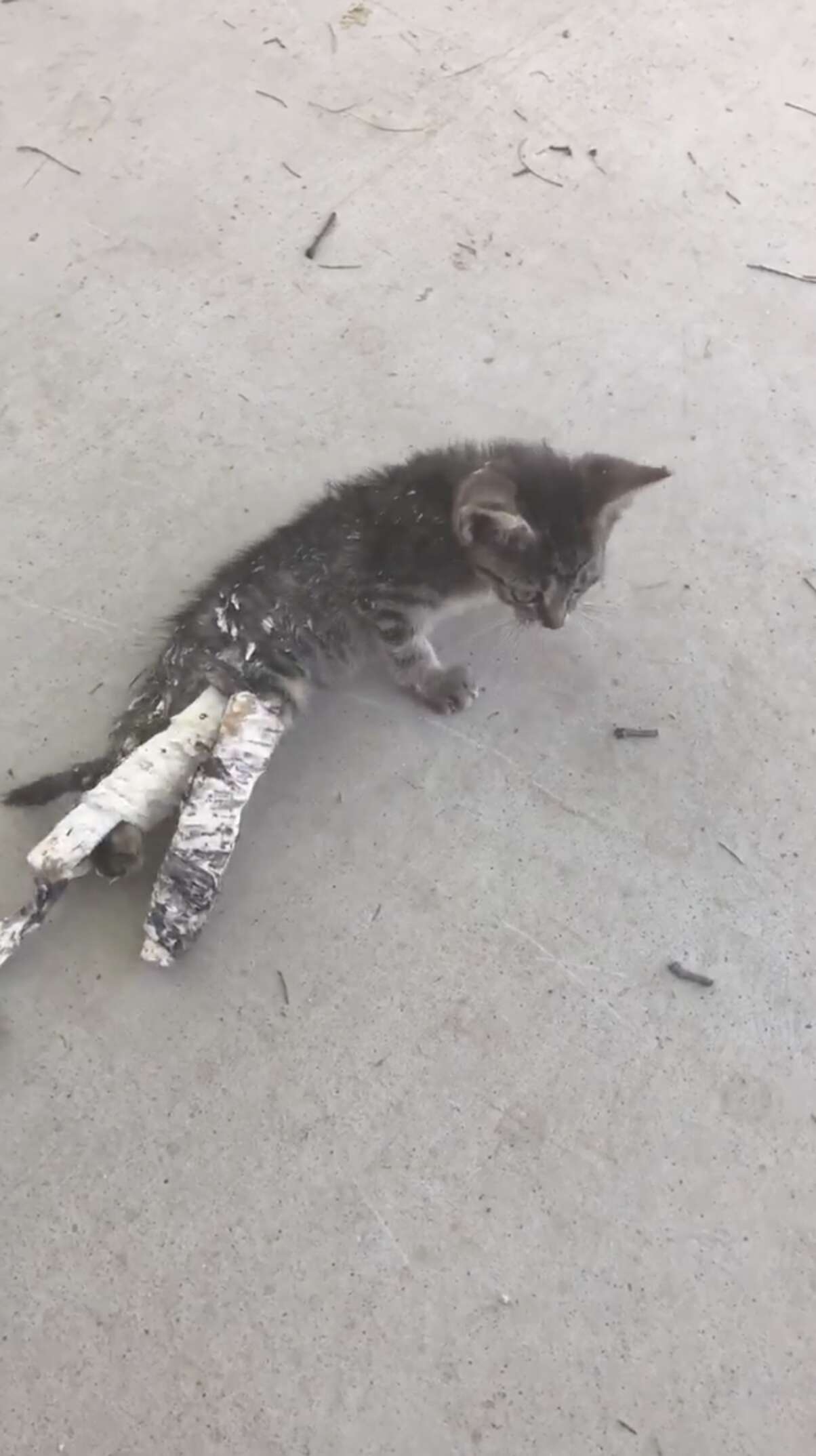 Покажи бедных котиков