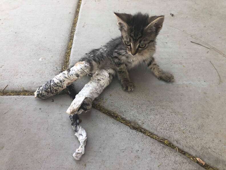 casts kitten