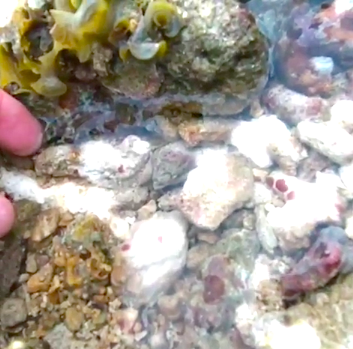 Swiss Fisherman Rescues Tiny Stranded Fish On Beach - The Dodo