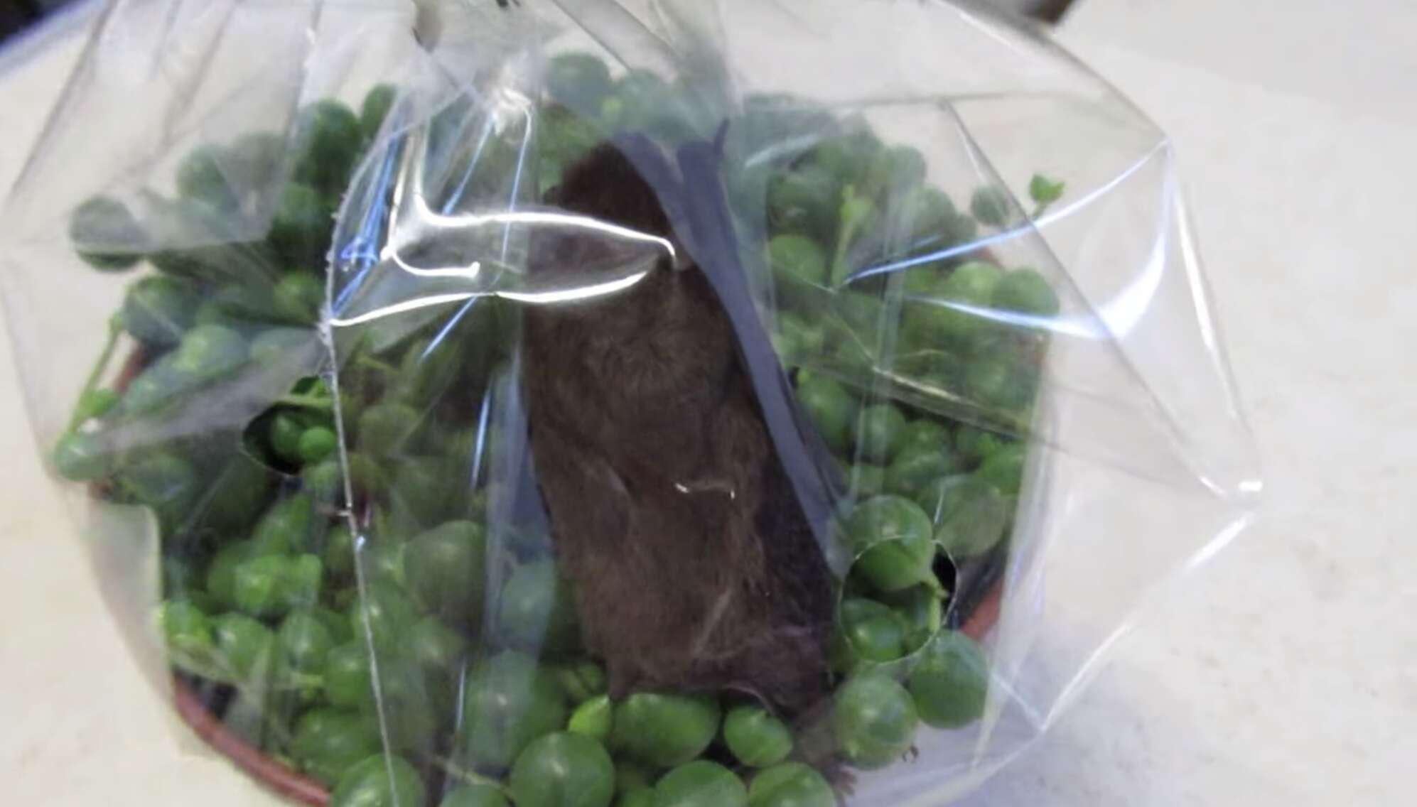 bat trapped in plastic 