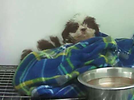 Panda, a sick Shih Tzu puppy at a Texas Petland store