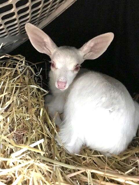 fawn rescue white albino