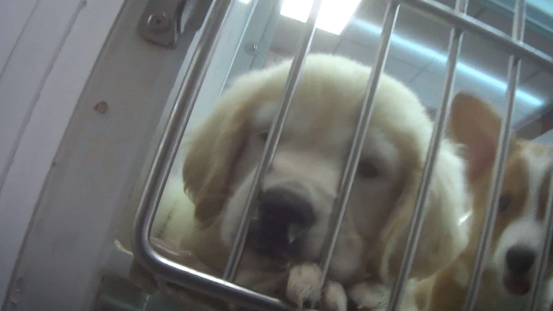 A sick puppy at the Georgia Petland