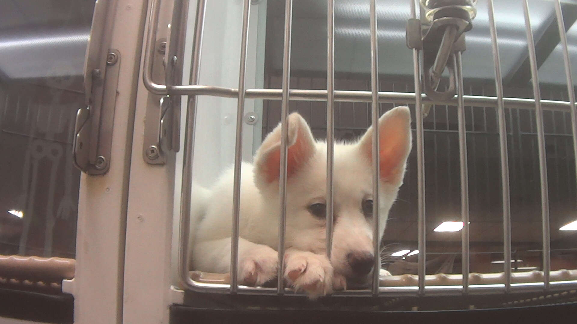 A puppy at Petland