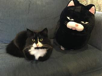 cat lookalike pillow