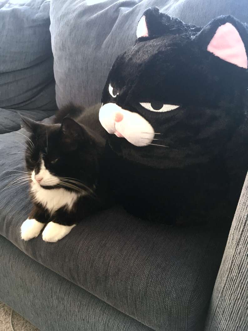 cat lookalike pillow