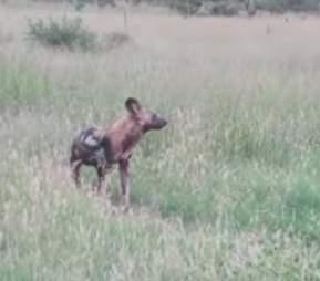 Wild dog plays dead to escape lioness