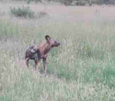 Wild dog plays dead to escape lioness