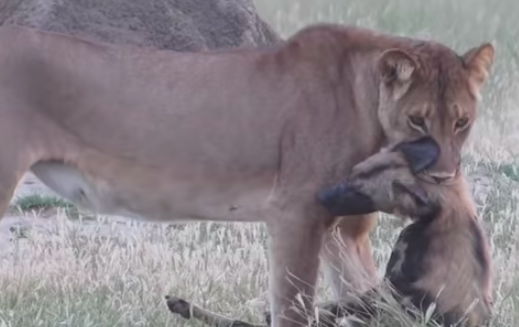 Wild dog plays dead to escape lioness