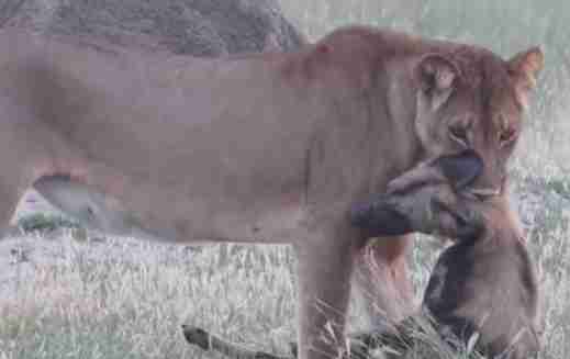 Wild dog plays dead to escape lioness 