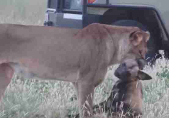 Wild dog plays dead to escape lioness
