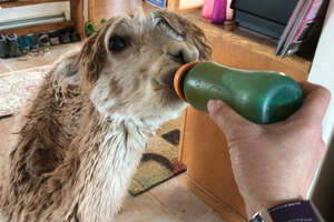 World's Smallest Alpaca Lives In A House 