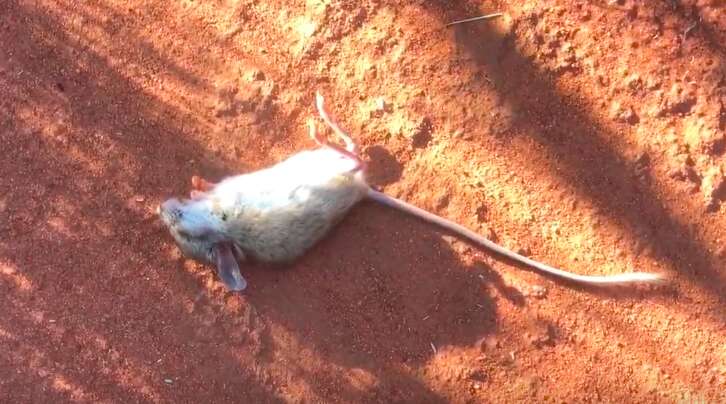A spinifex hopping mouse in an Australian desert
