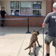 police dog eats ice cream