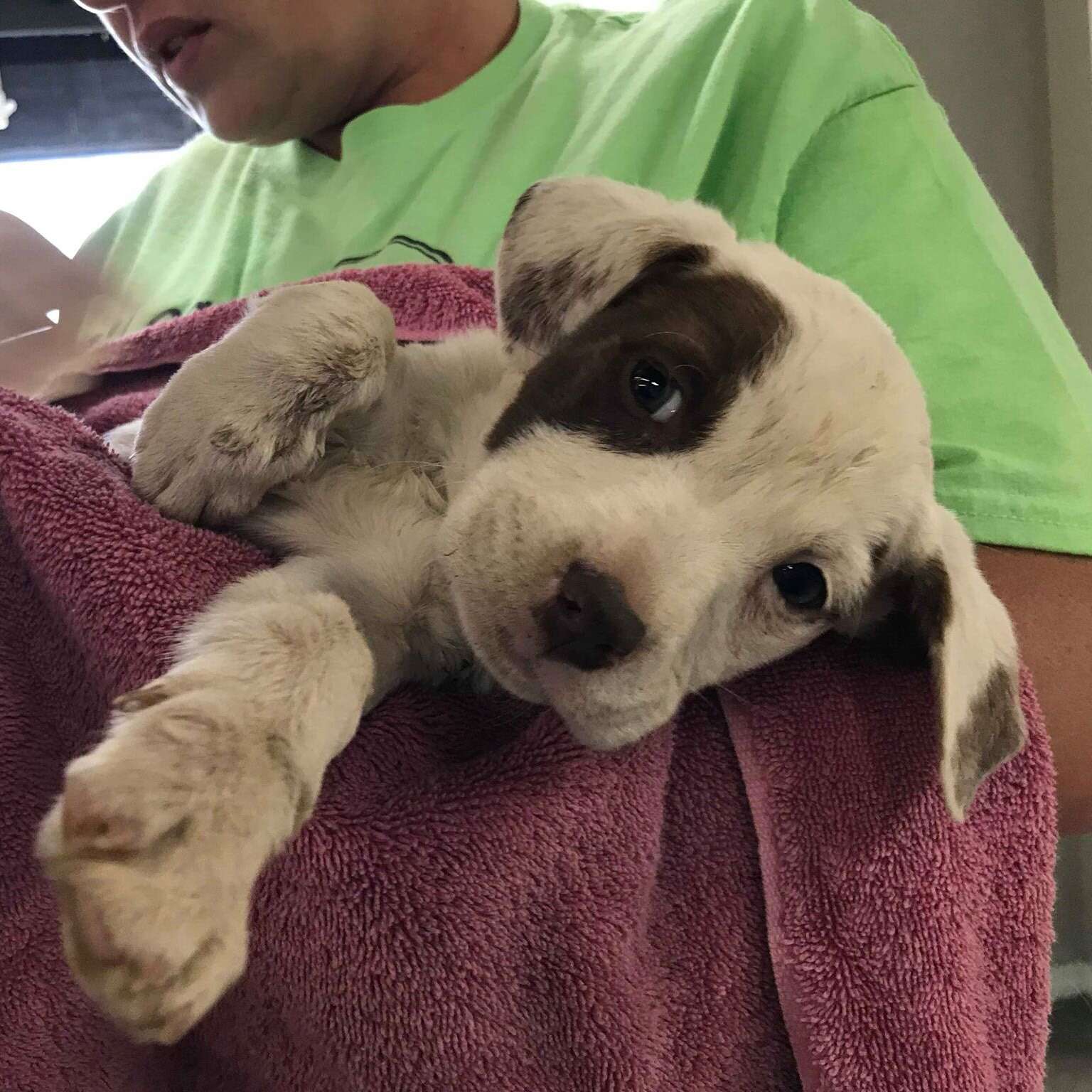 Tiny Puppy Found In A Dumpster - The Dodo