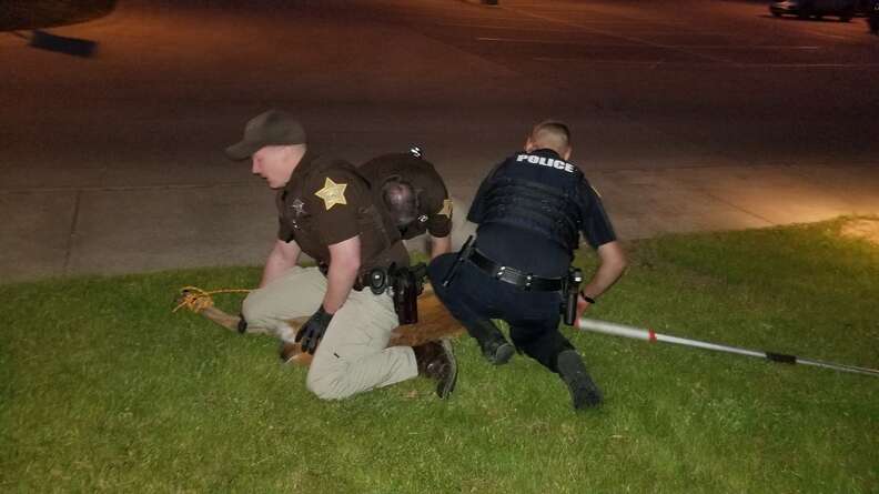 Police escorting deer intruders out of woman's home