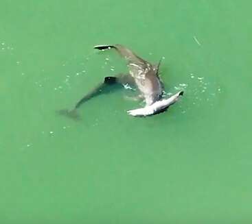 Mother dolphin refuses to let go of her dead calf