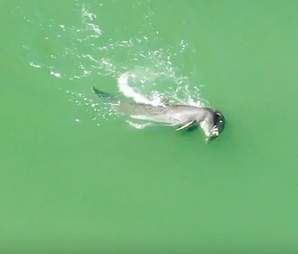 Dolphin mourns her baby