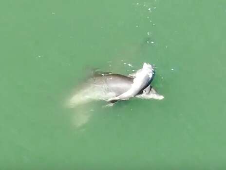 Dolphin mourns her baby