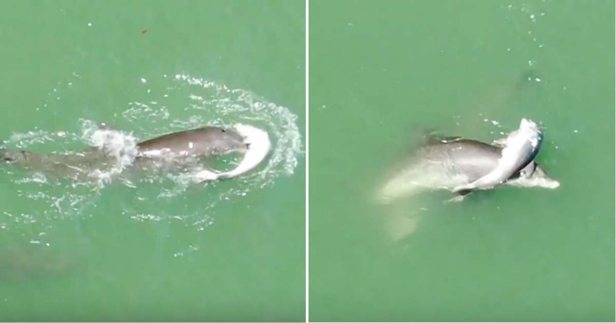 Induk lumba-lumba tak membiarkan anaknya yang mati dilepas begitu saja (gambar dari: Twitter/@SeeThroughCanoe via https://www.thedodo.com/in-the-wild/heartbroken-dolphin-mom-carries-dead-calf)