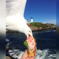 Seagull steals lobster roll in perfect photobomb