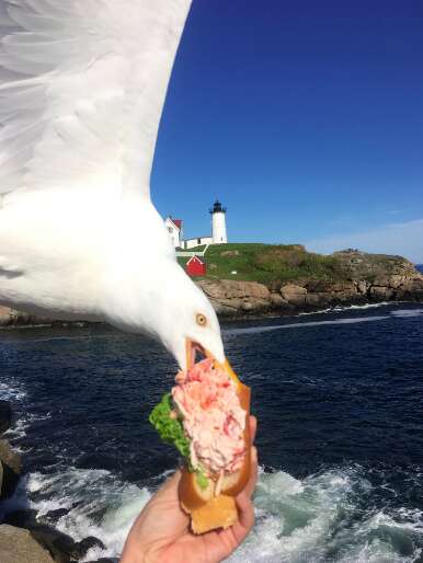 Seagull steals lobster roll