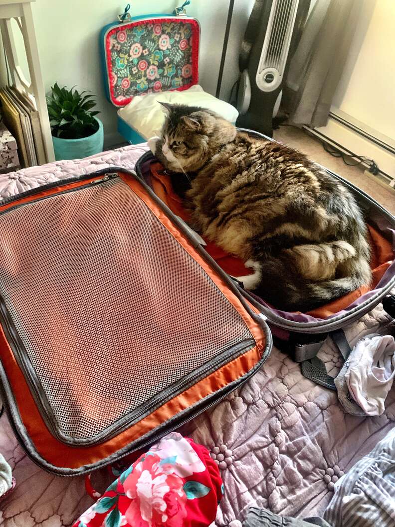 suitcase cat