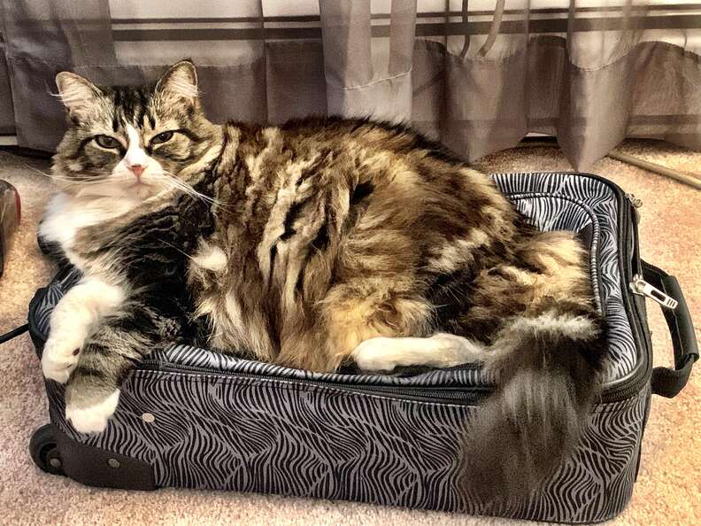 suitcase cat