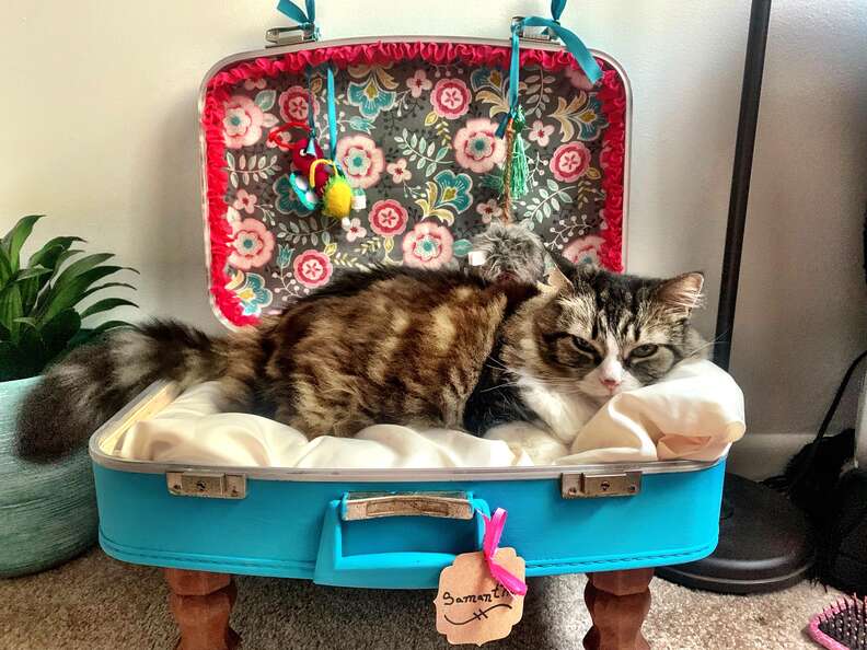 suitcase cat
