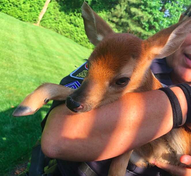 Baby fawn rescued from window well by police