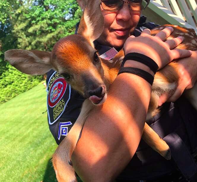 Baby fawn rescued from window well by police