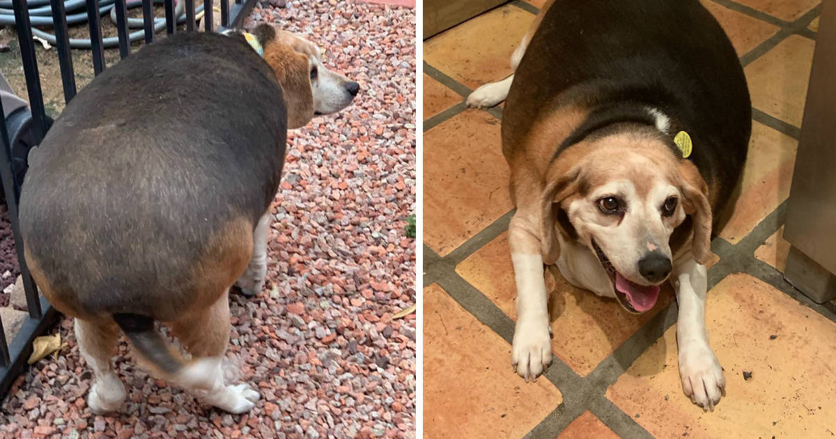 Obese Beagle Found In Arizona Kill Shelter Still Never Stops Smiling - The  Dodo