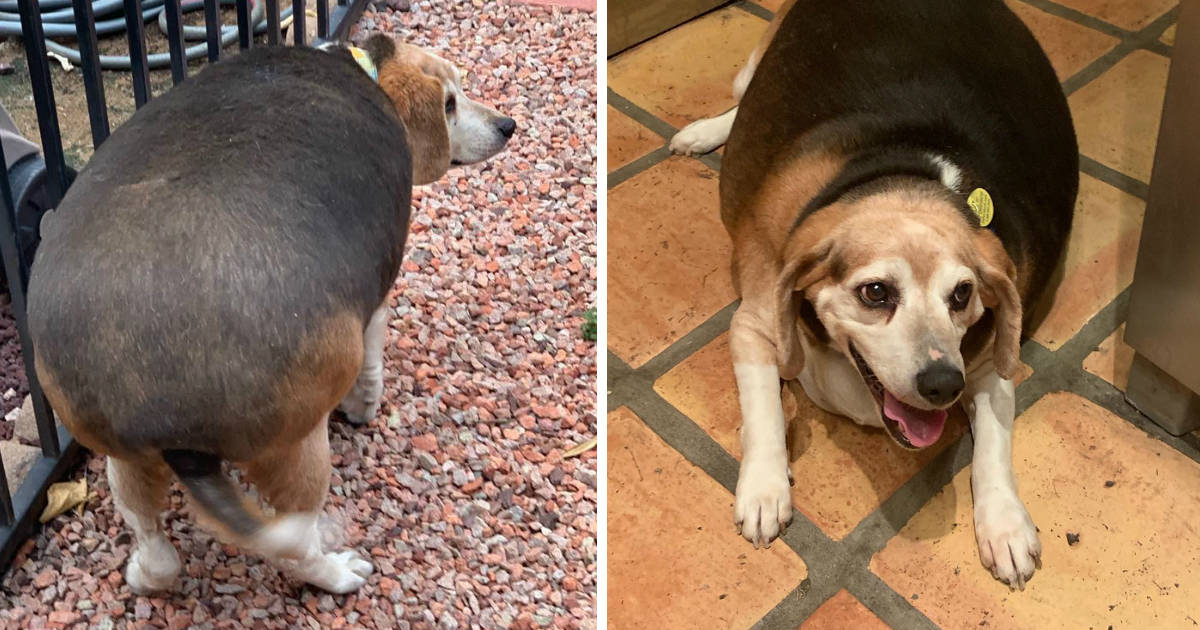 Obese Beagle Found In Arizona Kill Shelter Still Never Stops Smiling - The Dodo