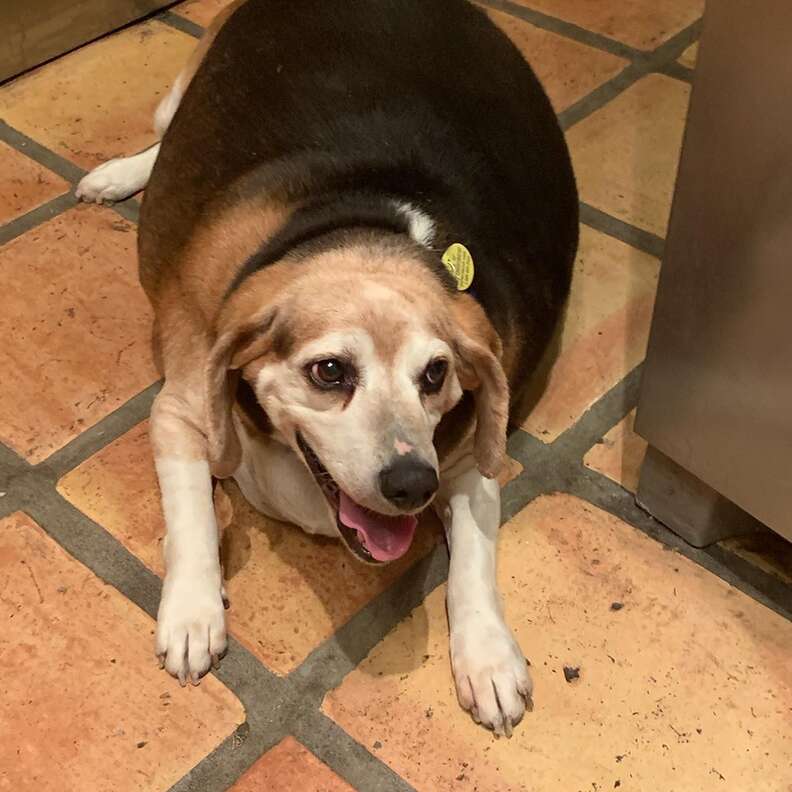 Obese Beagle Found In Arizona Kill Shelter Still Never Stops Smiling - The  Dodo