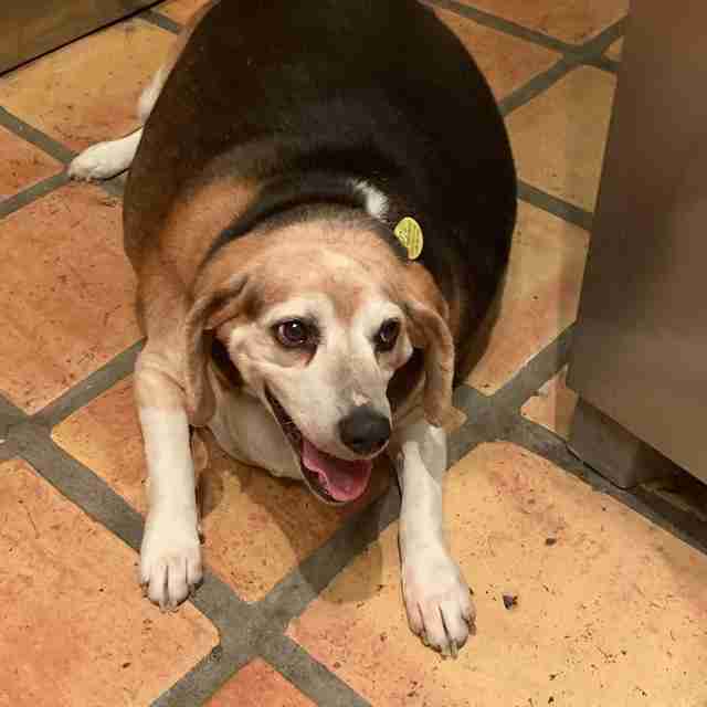 Obese beagle found in Arizona kill shelter