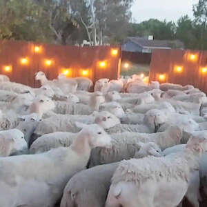 200 Sheep Invade Man’s Backyard