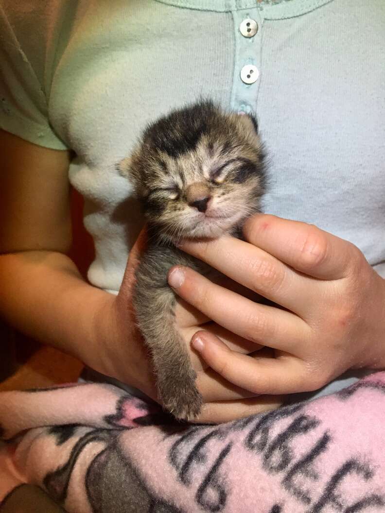 Nala the week-old kitty found in an alley