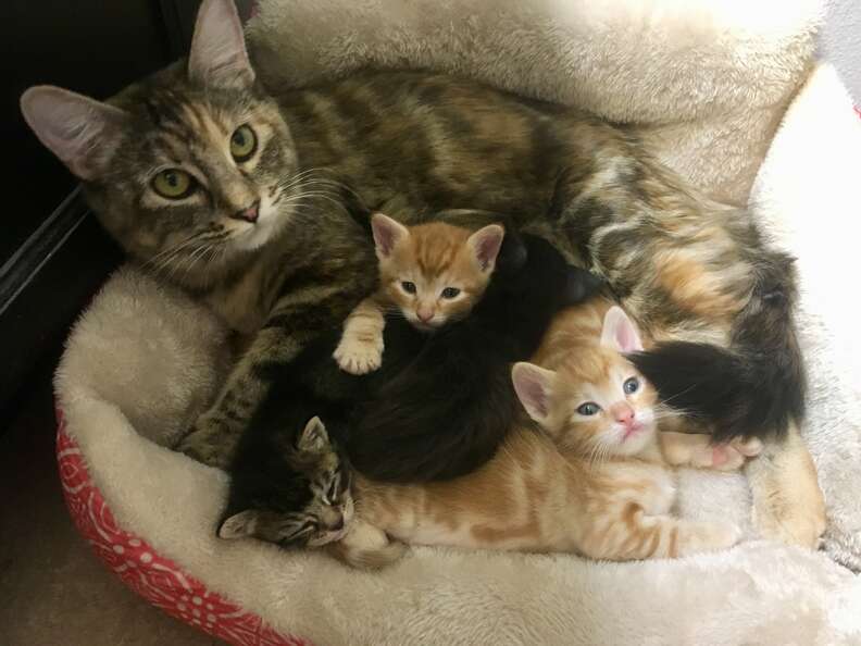 Nala the kitten with her adoptive cat family