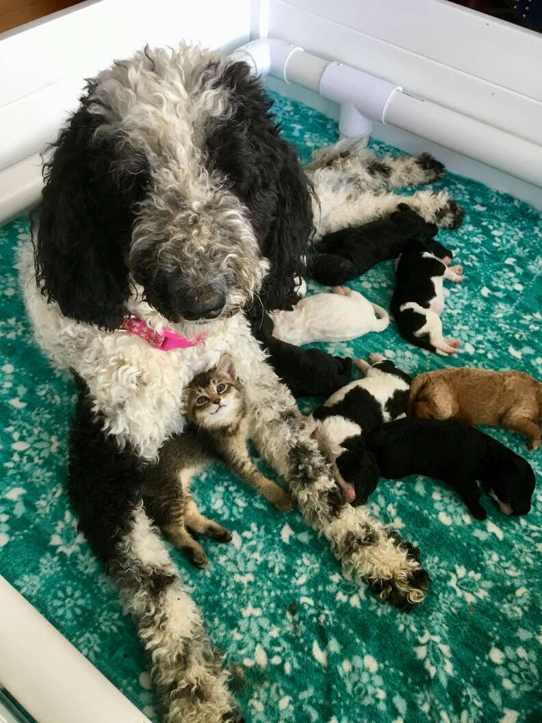 Dog adopts tiny kitten