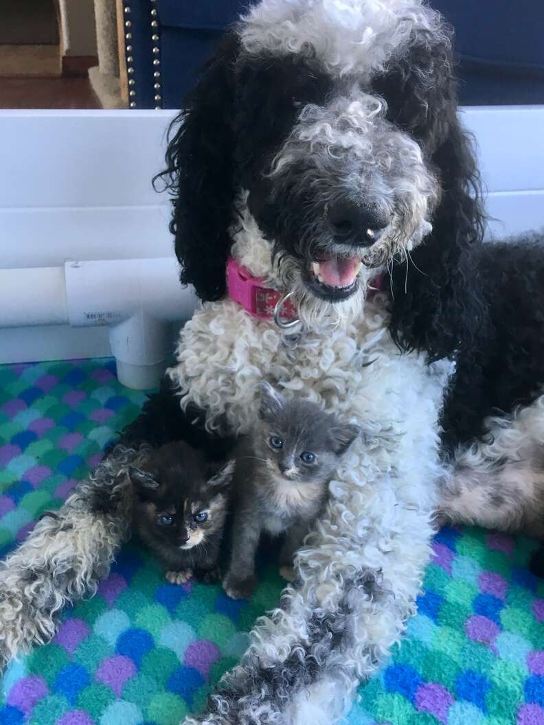 Dog mom gets two new kittens to raise