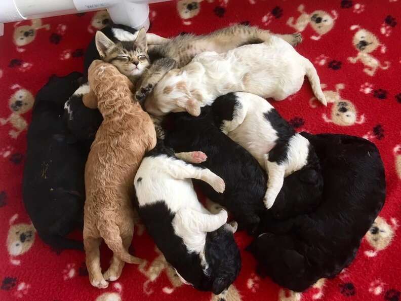newborn kittens and puppies