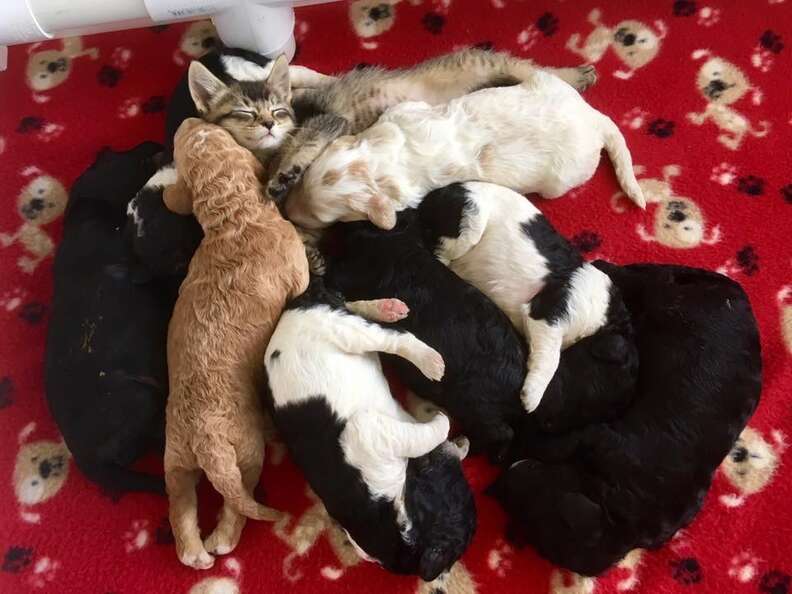 Nala the kitten in a pile of puppies